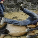 Horse Wrestling
